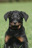 BEAUCERON - PUPPIES 411